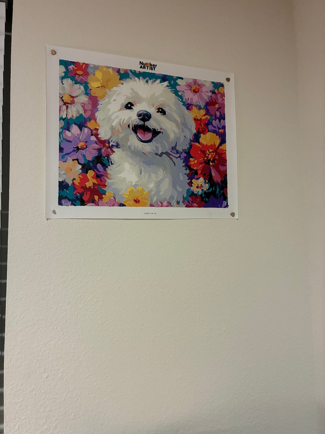 Customer photo review of Bichon Frise
