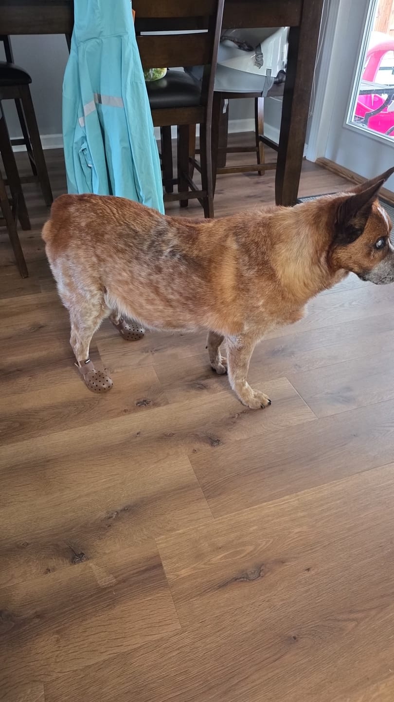Customer photo review of WagWellie® Mojave Single