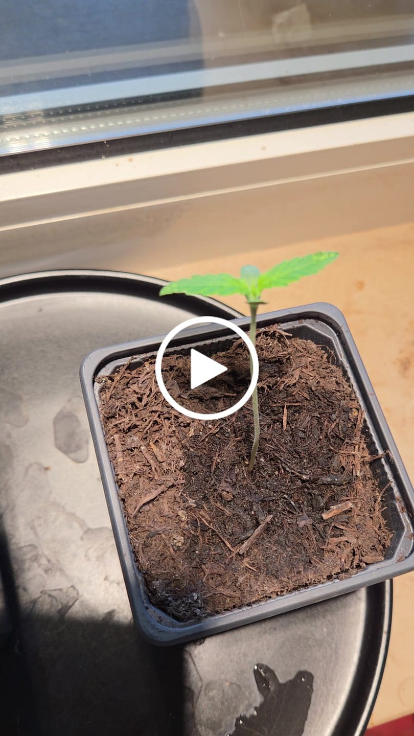 Customer video review of Gelato F1 Cali Weed THC Samen – 50 Tage von Keimung bis Ernte – Autoflower – Die schnellsten Cannabis Samen der Welt