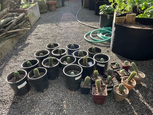 Customer photo review of The San Pedro Cactus Collector’s Kit