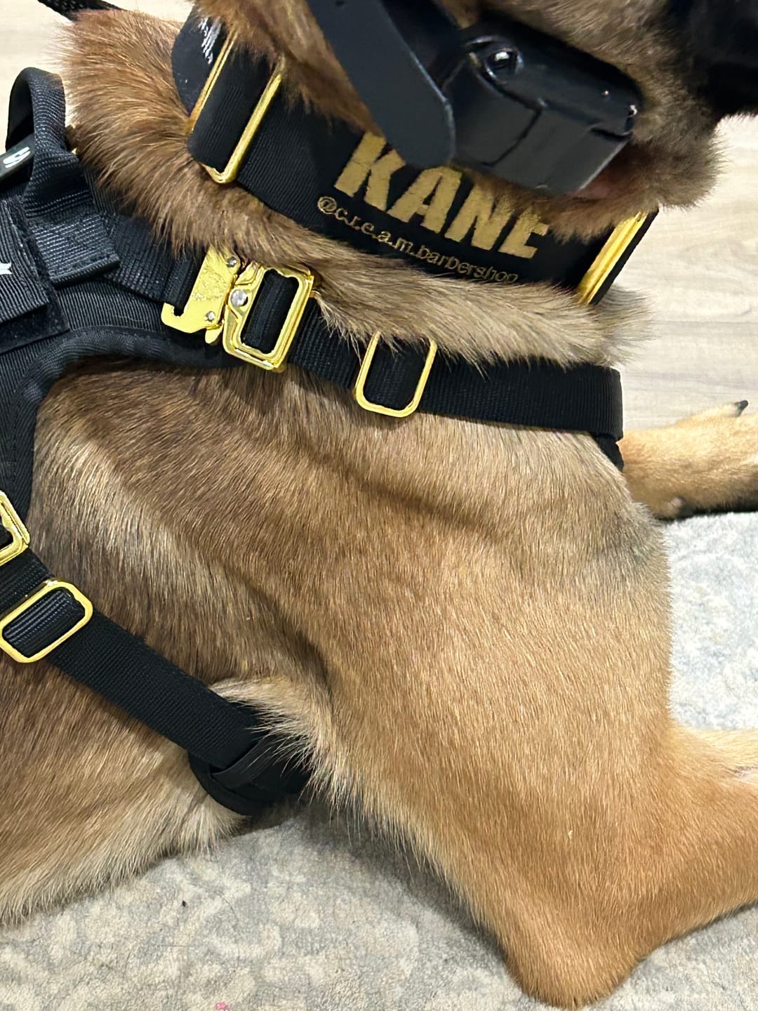 Customer photo review of 2" Tacti Luxe Dog Collar - Gold Noir