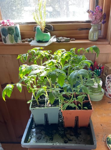 Reviewer's thriving tomato seedlings in light green and terracotta Seed Starting Kit trays set in a base tray.