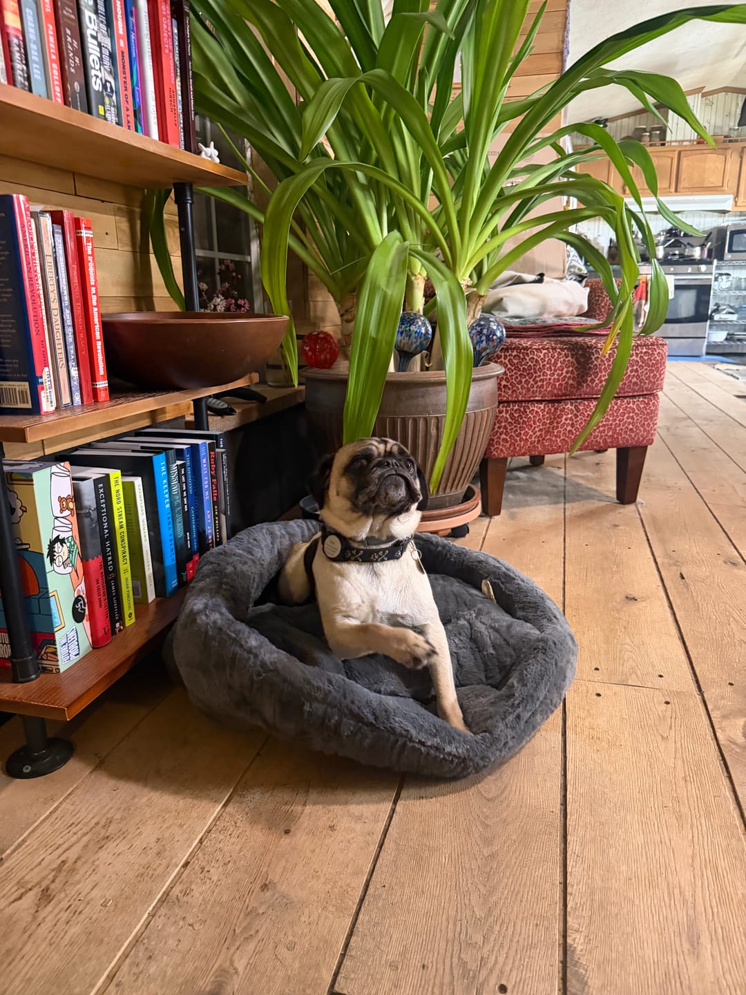 Customer photo review of Calming Lounger Dog Bed