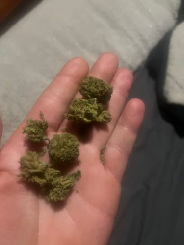Customer photo review of Super Lemon Haze  - 28 Grams - Sativa