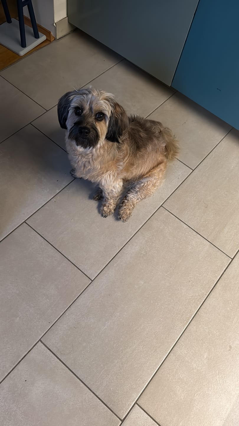 Customer photo review of Giardientest Hund