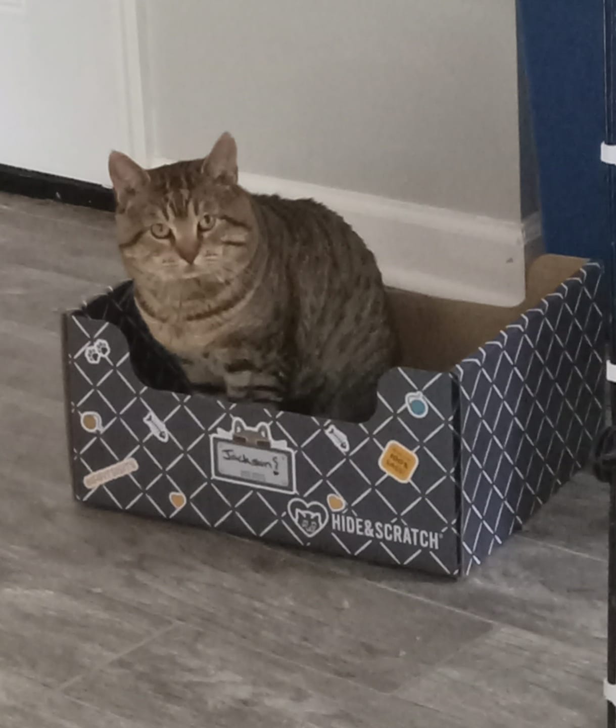 Customer photo review of Hide & Scratch Extra-Large Cat Scratcher Box