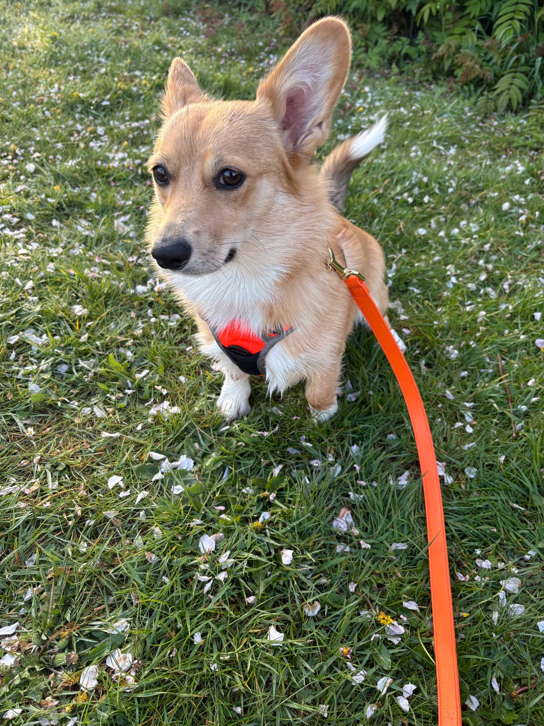 Customer photo review of Tangerine Dog Lead