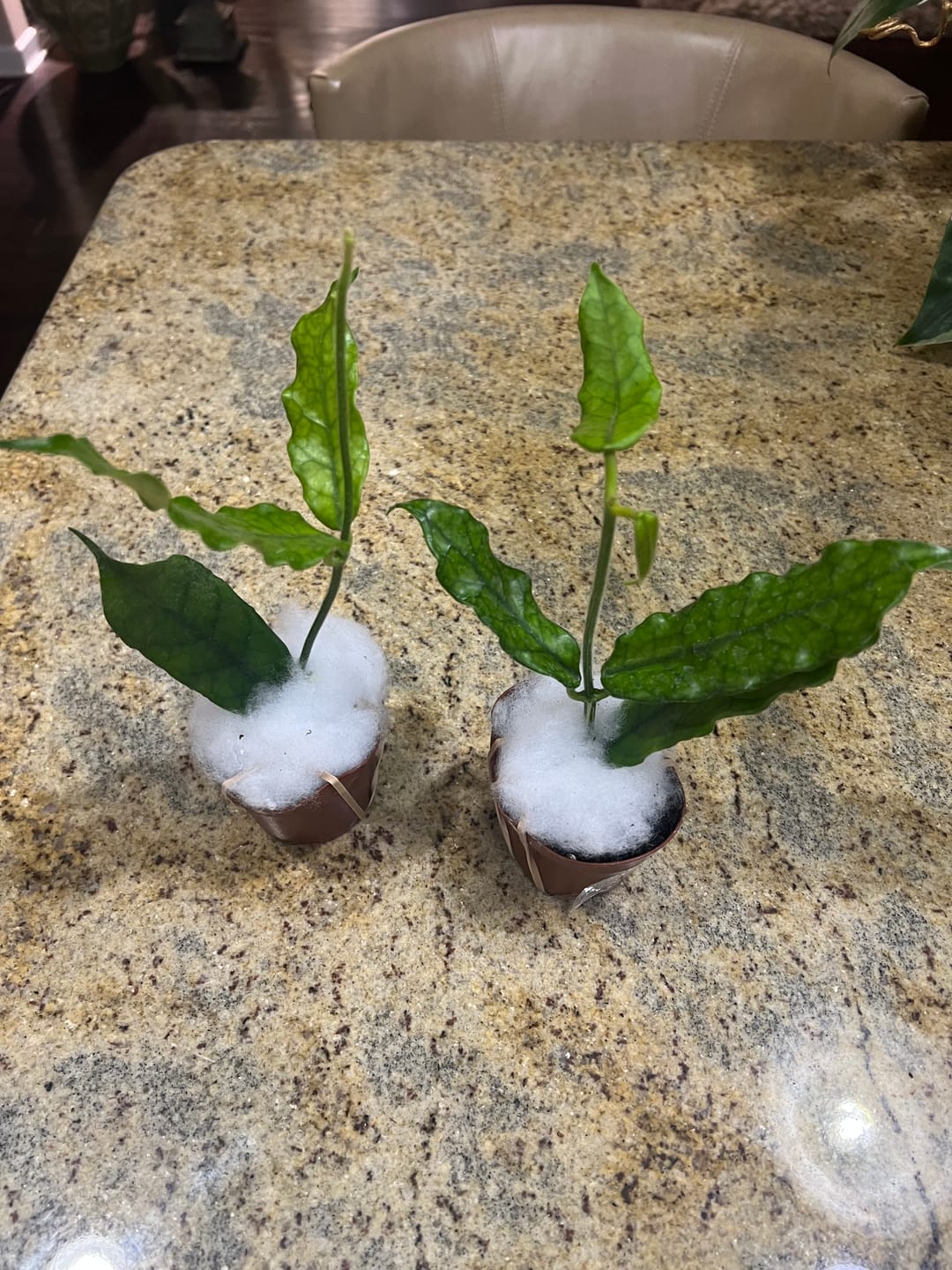Customer photo review of Hoya globulosa/villosa