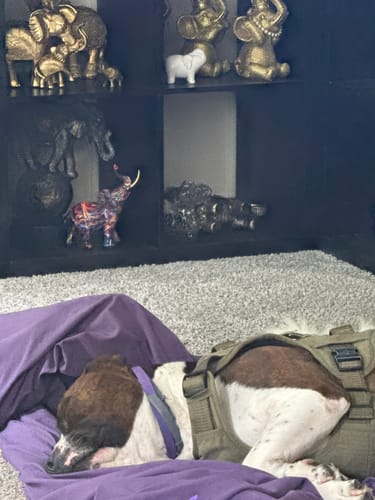 Customer's calm dog wearing a harness while sleeping on a purple blanket.