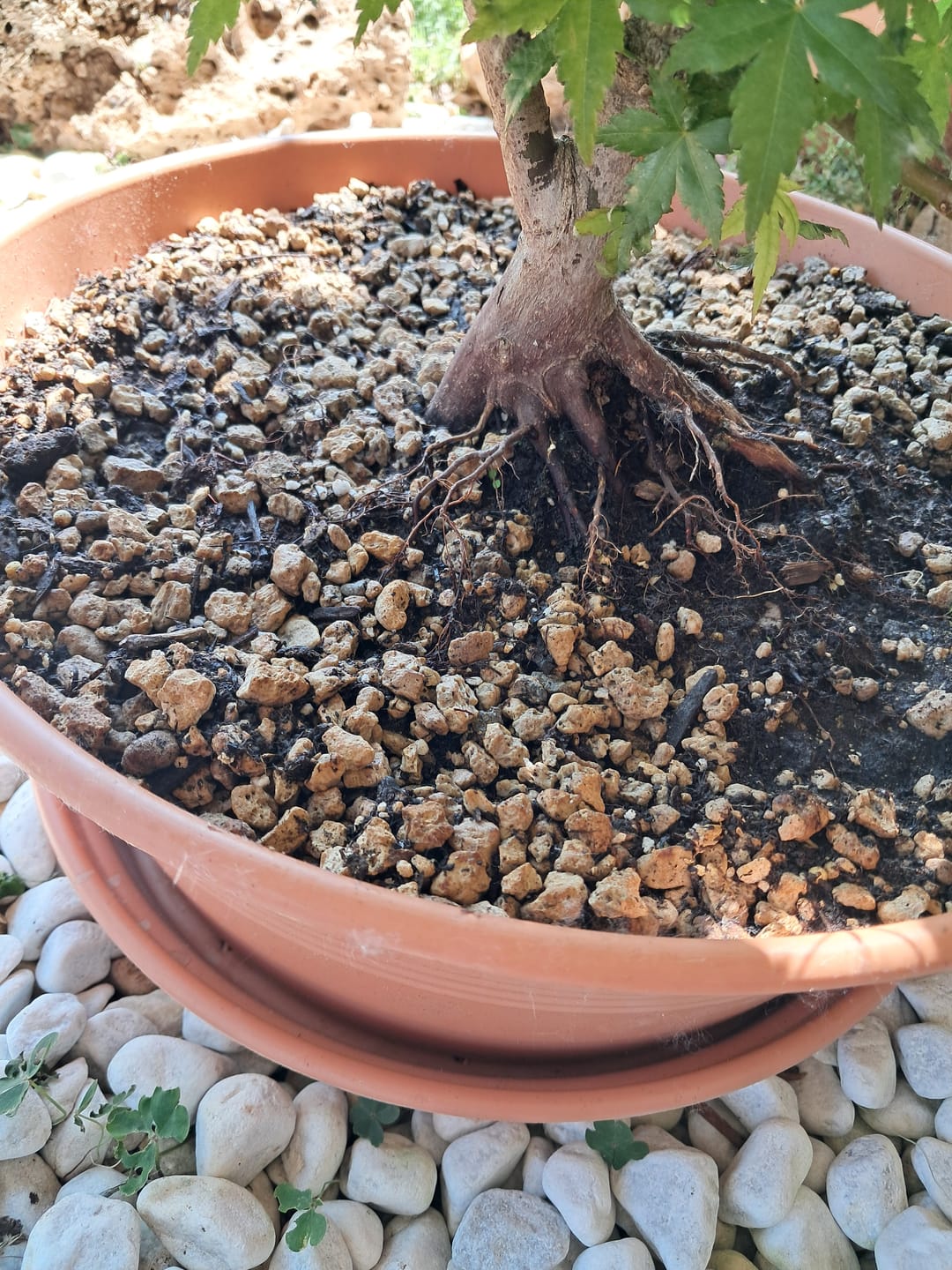 Customer photo review of SUPREMACY CB® TERRICCIO SUBSTRATO PER BONSAI LATIFOGLIE PREMIUM