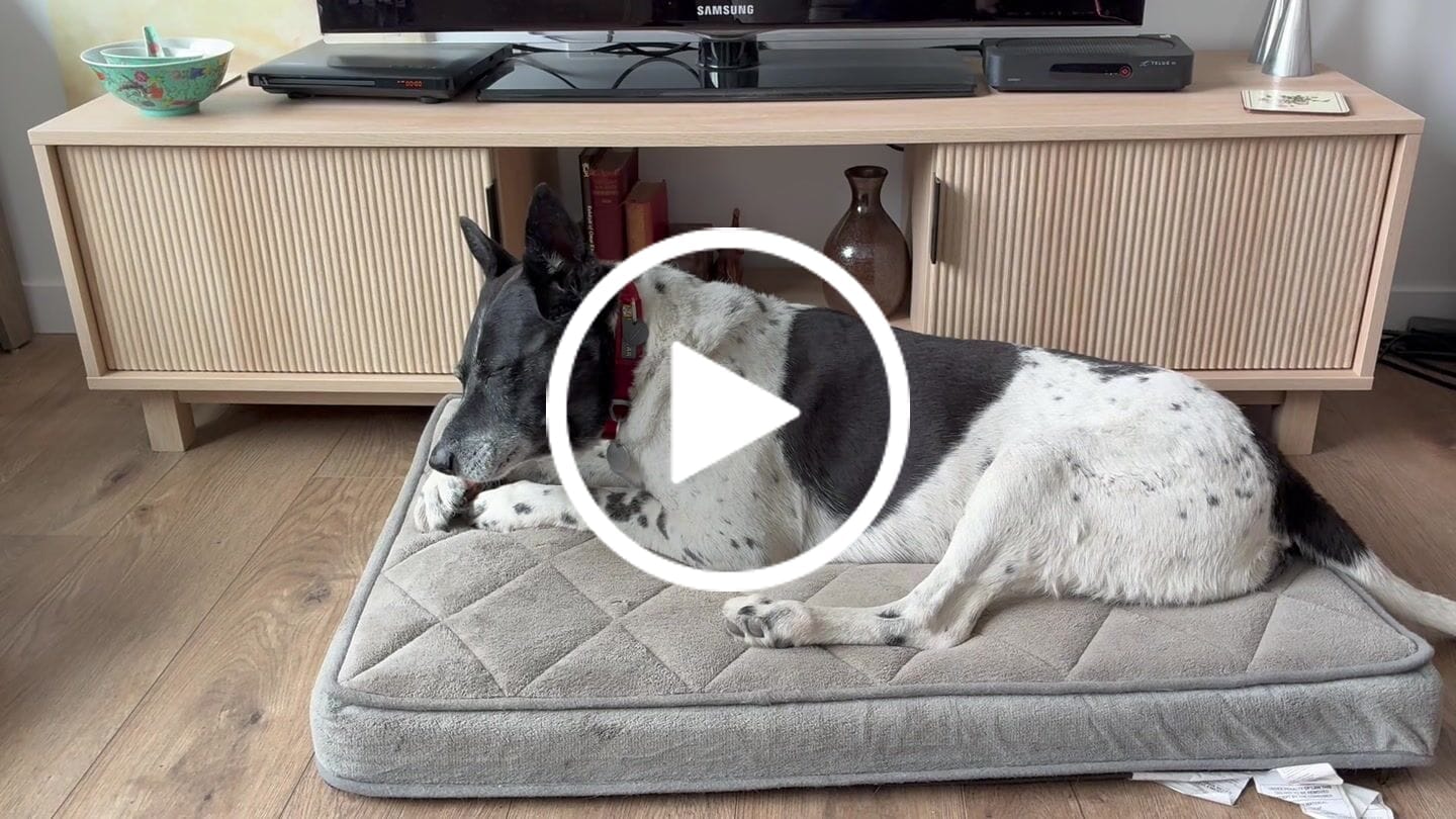 Customer video review of 6 Inch Standard Braided Bully Stick