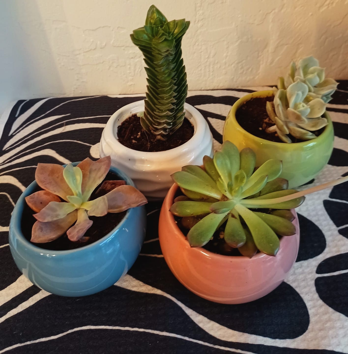 Customer photo review of Crassula Buddha's Temple