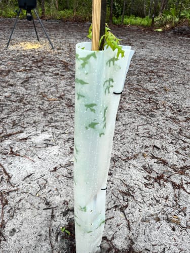 Customer photo review of Nuttall Oak