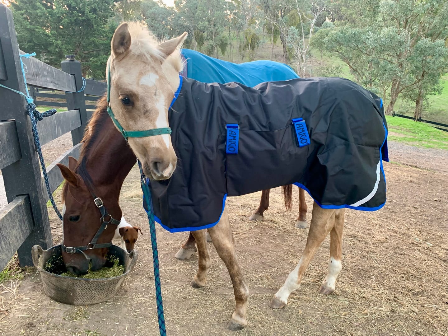 Customer photo review of Amigo Ripstop 900D Foal Turnout 50g