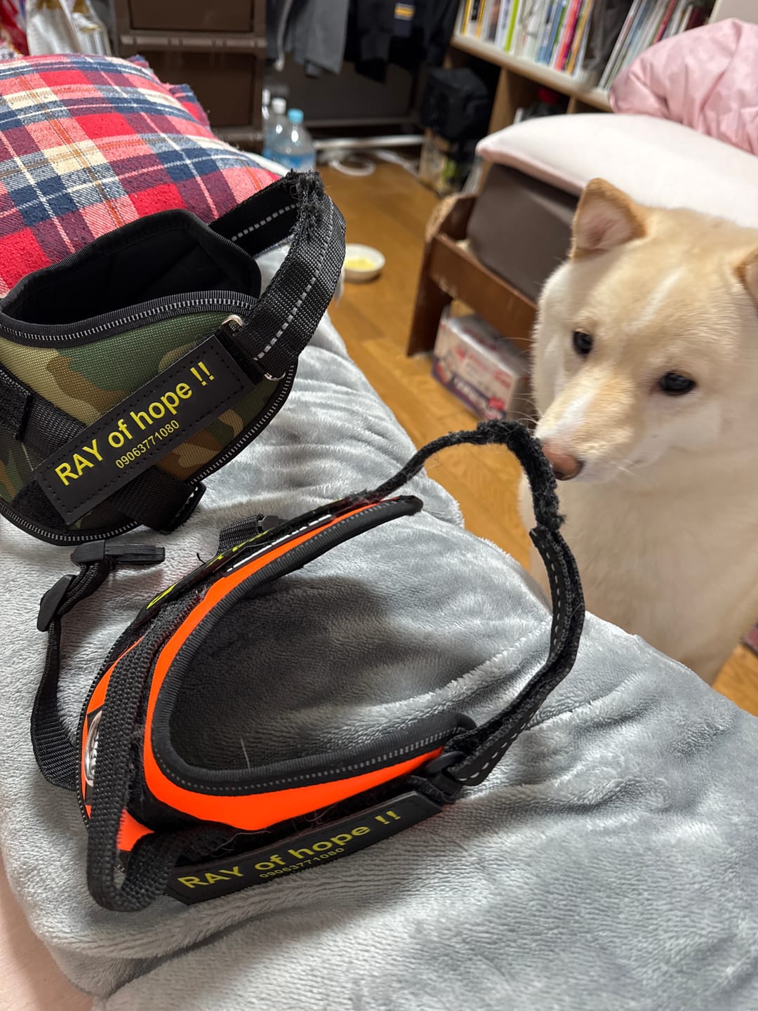 Customer photo review of ハーネス専用お名前タグ（２枚セット・マジックテープ式）