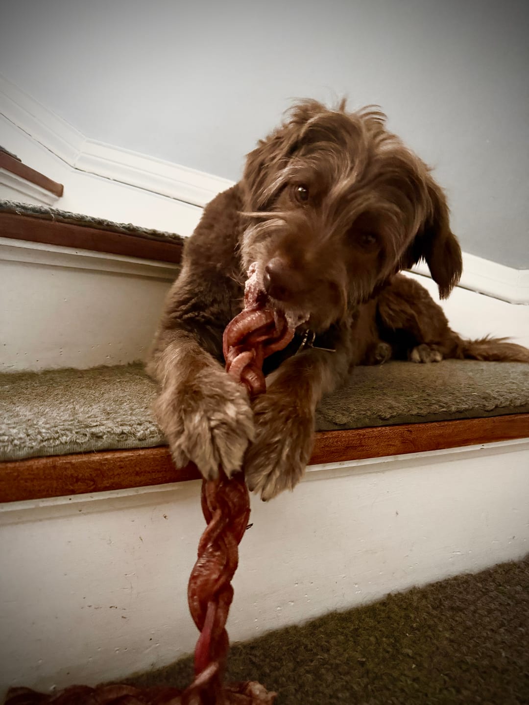 Customer photo review of 12 Inch Jumbo Braided Bully Stick
