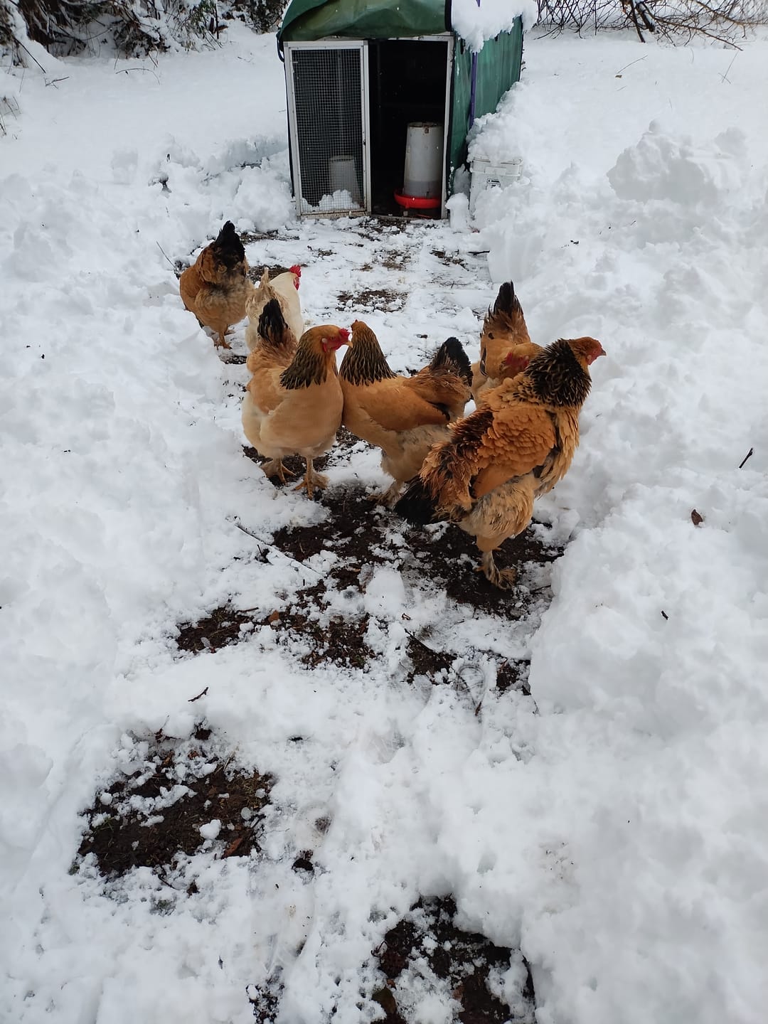 Customer photo review of Mobile Chicken Coop / Chicken Tractor