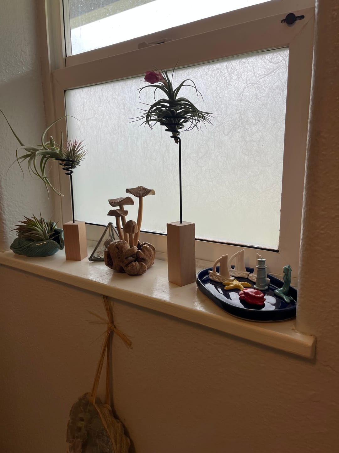 Customer photo review of Air Plant Mystery Box - Curated Tillandsia Collection | 5 Tiers Available