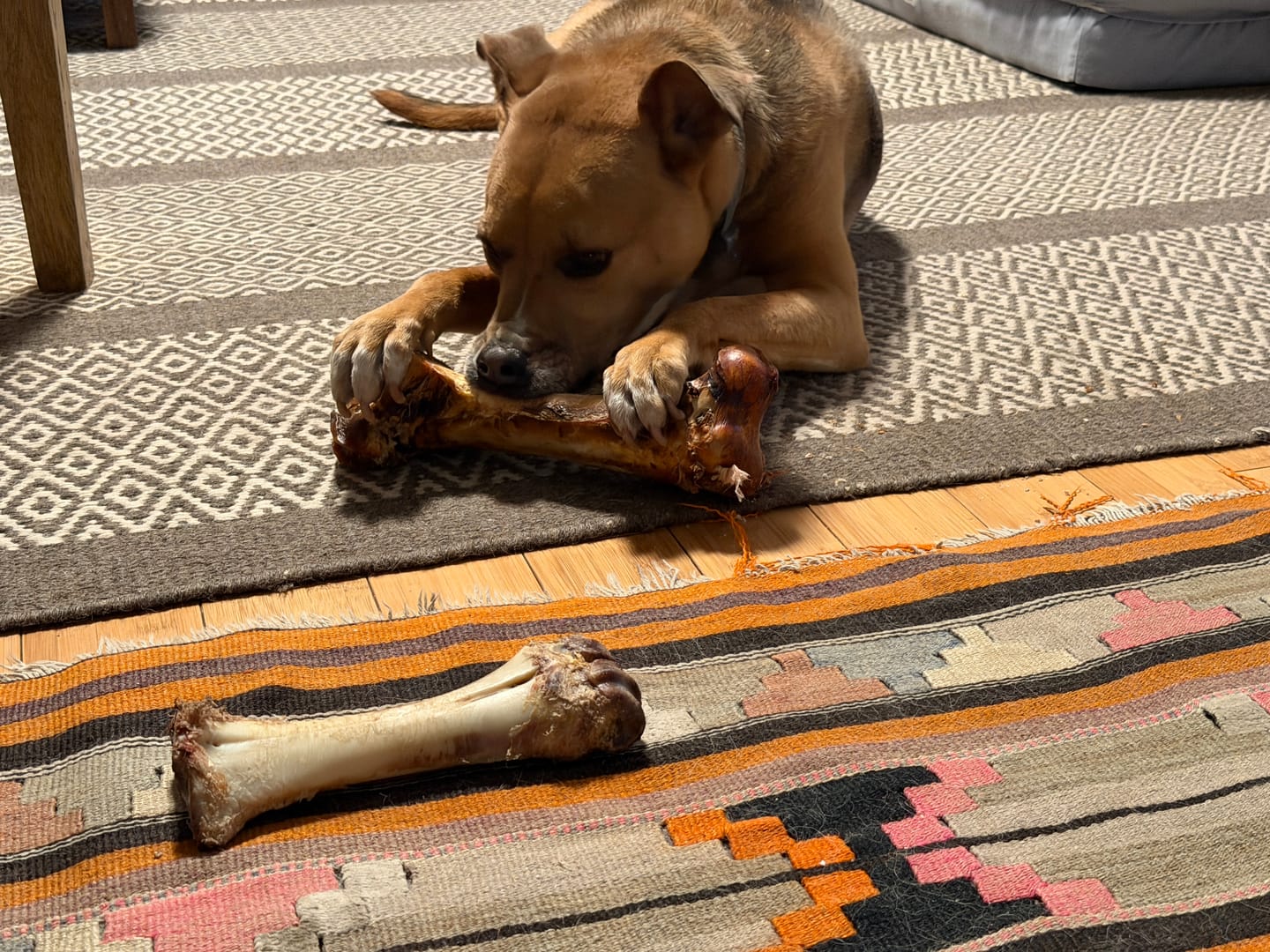 Customer photo review of Ostrich Hip Bone (12" x 5"x 3”): The Durable, Flavor-Packed Chew for Medium & Large Dogs