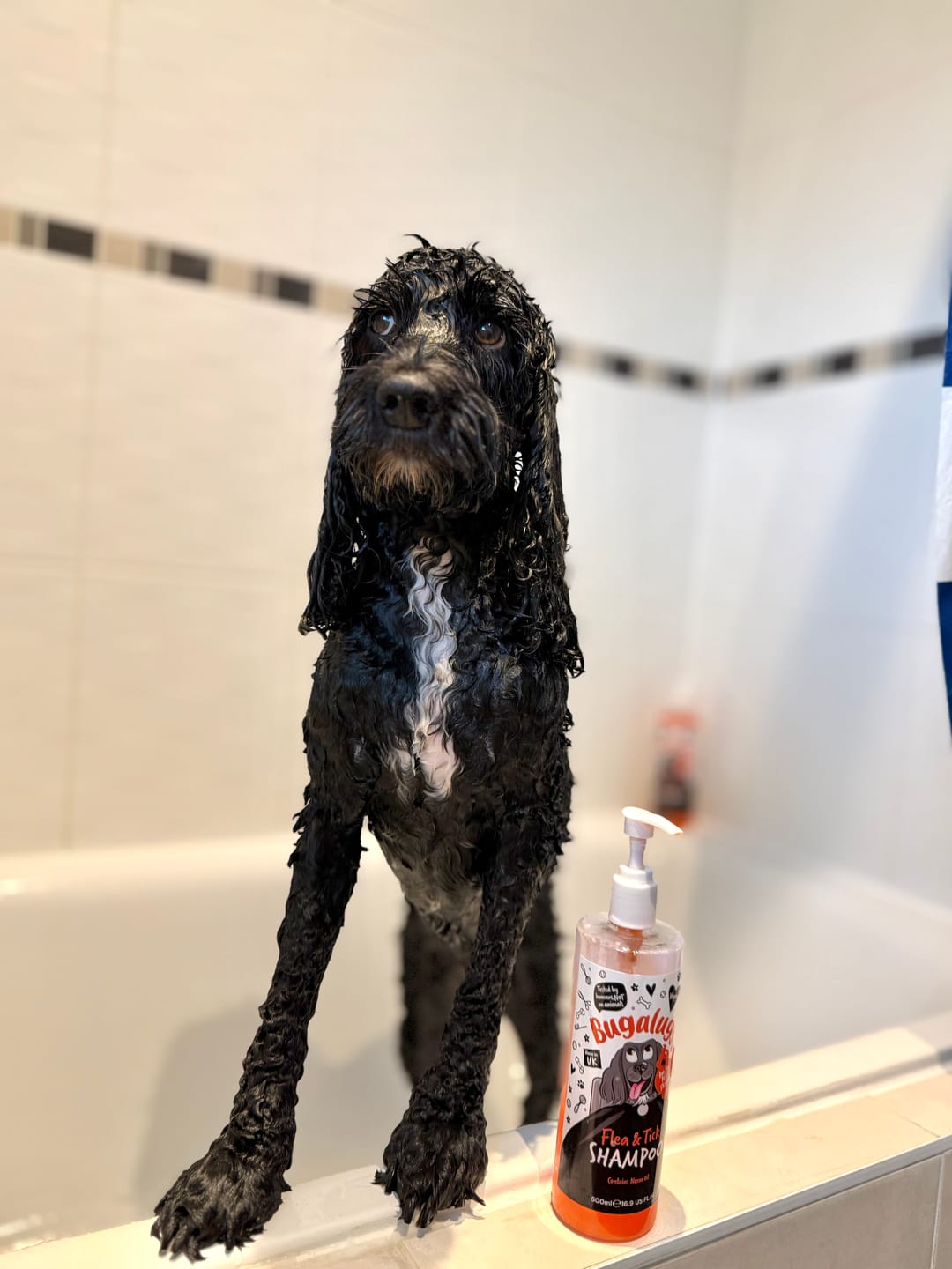 Customer photo review of Flea and Tick Dog Shampoo with Neem Oil