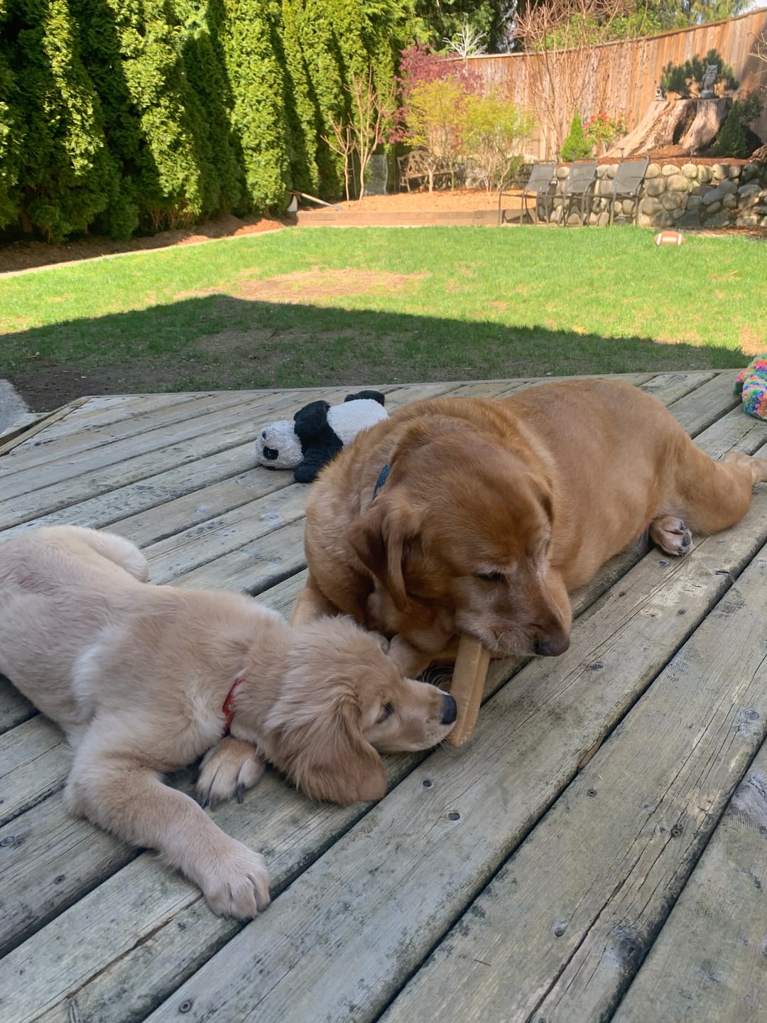 Customer photo review of 12 Inch Monster Bully Stick