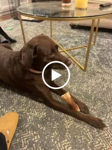 Customer video review of Large Dog Spring Treat Bundle (41+ lbs)