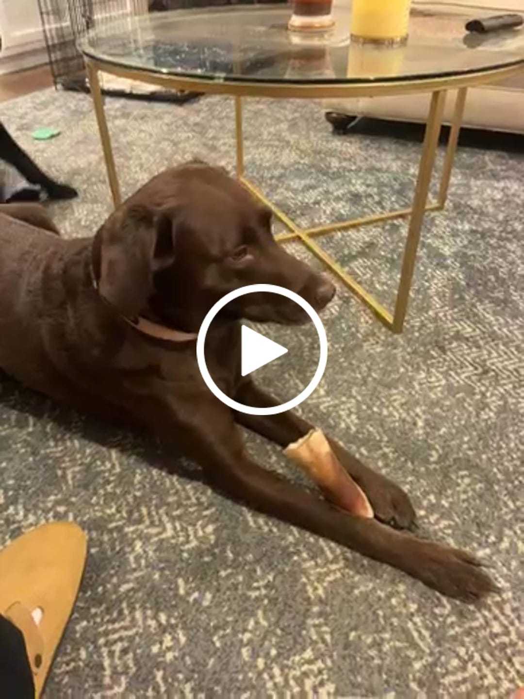 Customer video review of Large Dog Spring Treat Bundle (41+ lbs)