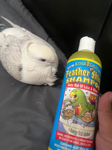 Customer photo review of Kings Cages Feather Shine Shampoo 17oz