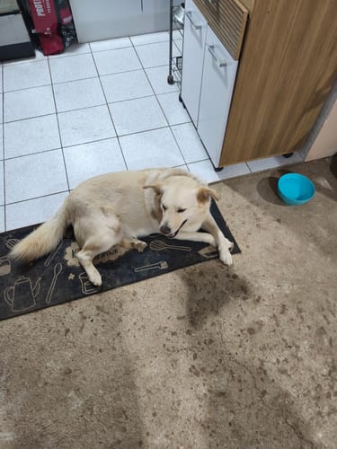 Customer photo review of SuperPet Perro Adulto 18 kg