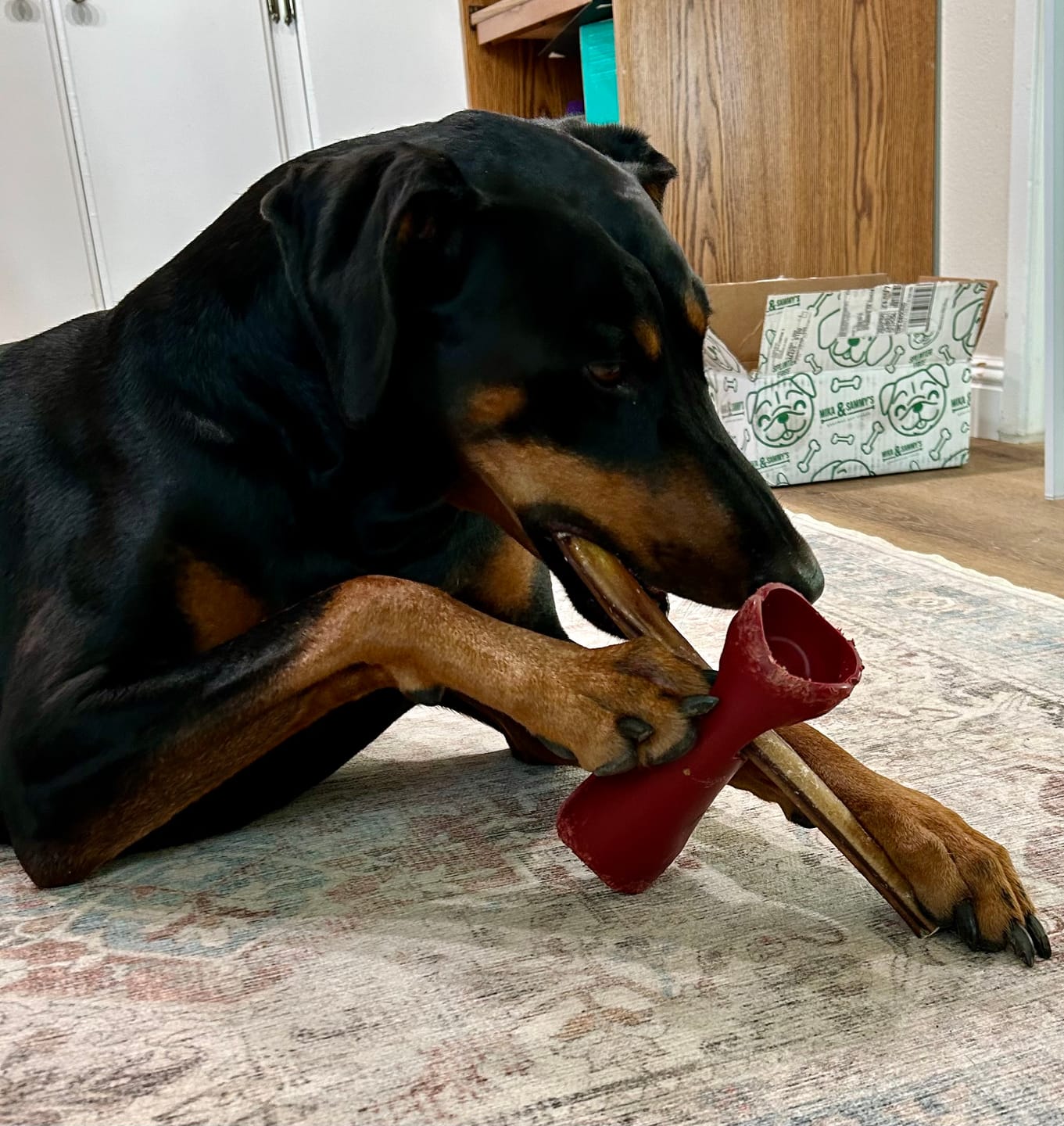 Customer photo review of Bully Stick Safety Holder