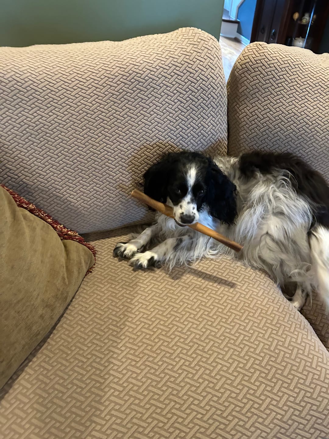 Customer photo review of 12 Inch Collagen Sticks Peanut Butter Flavor