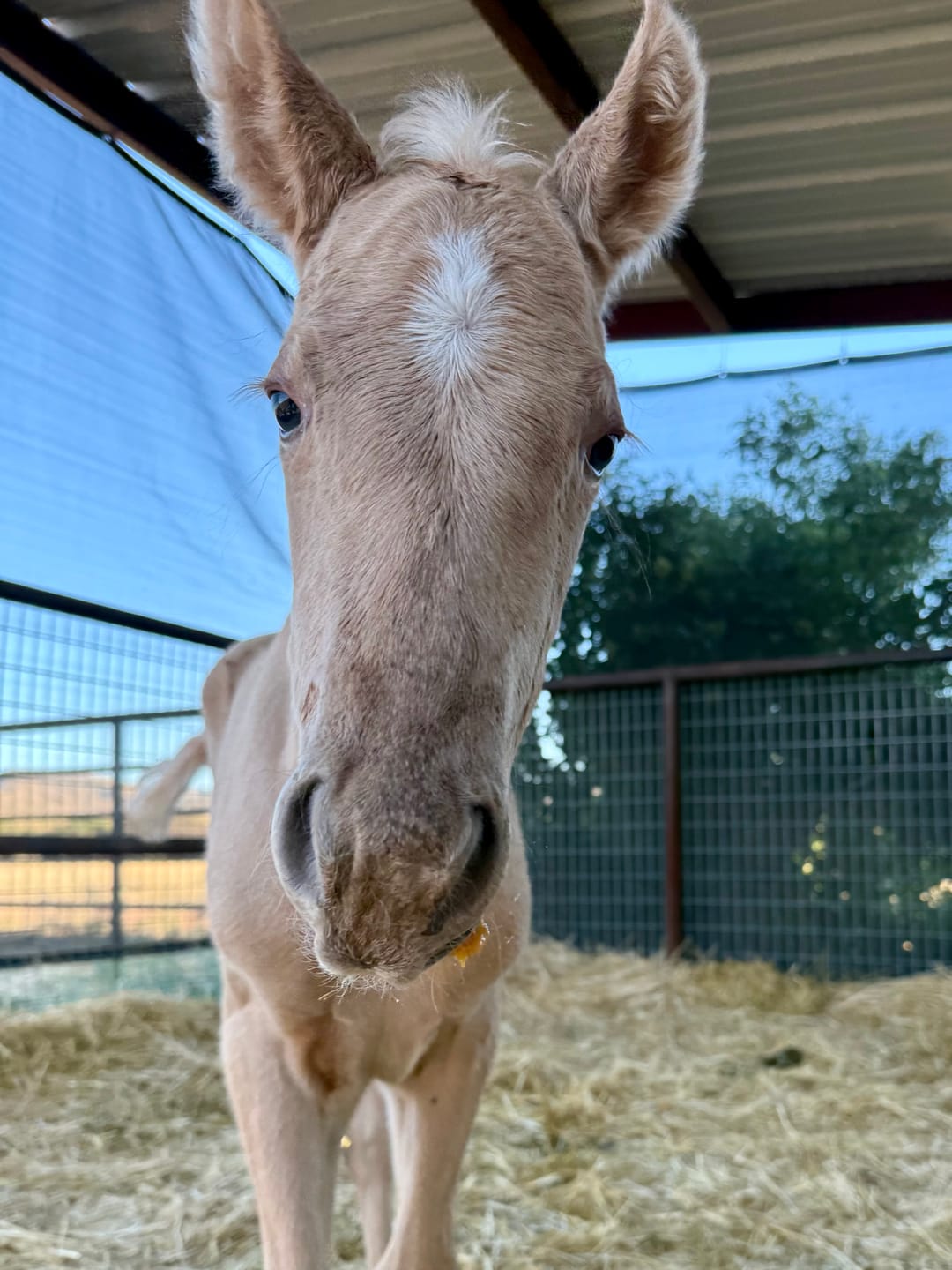 Customer photo review of Foal Probiotic Paste
