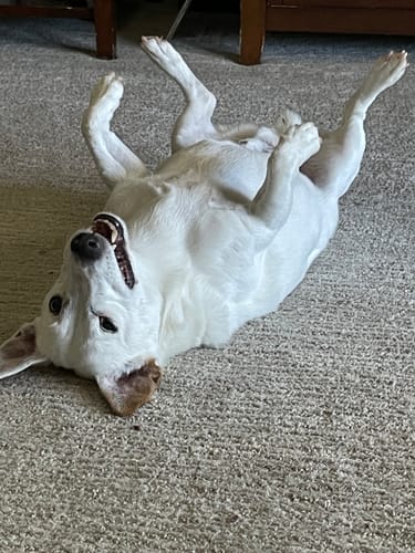 Reviewer shares a photo of their dog Jack, whom they memorialize with the Paw Hug Ring.