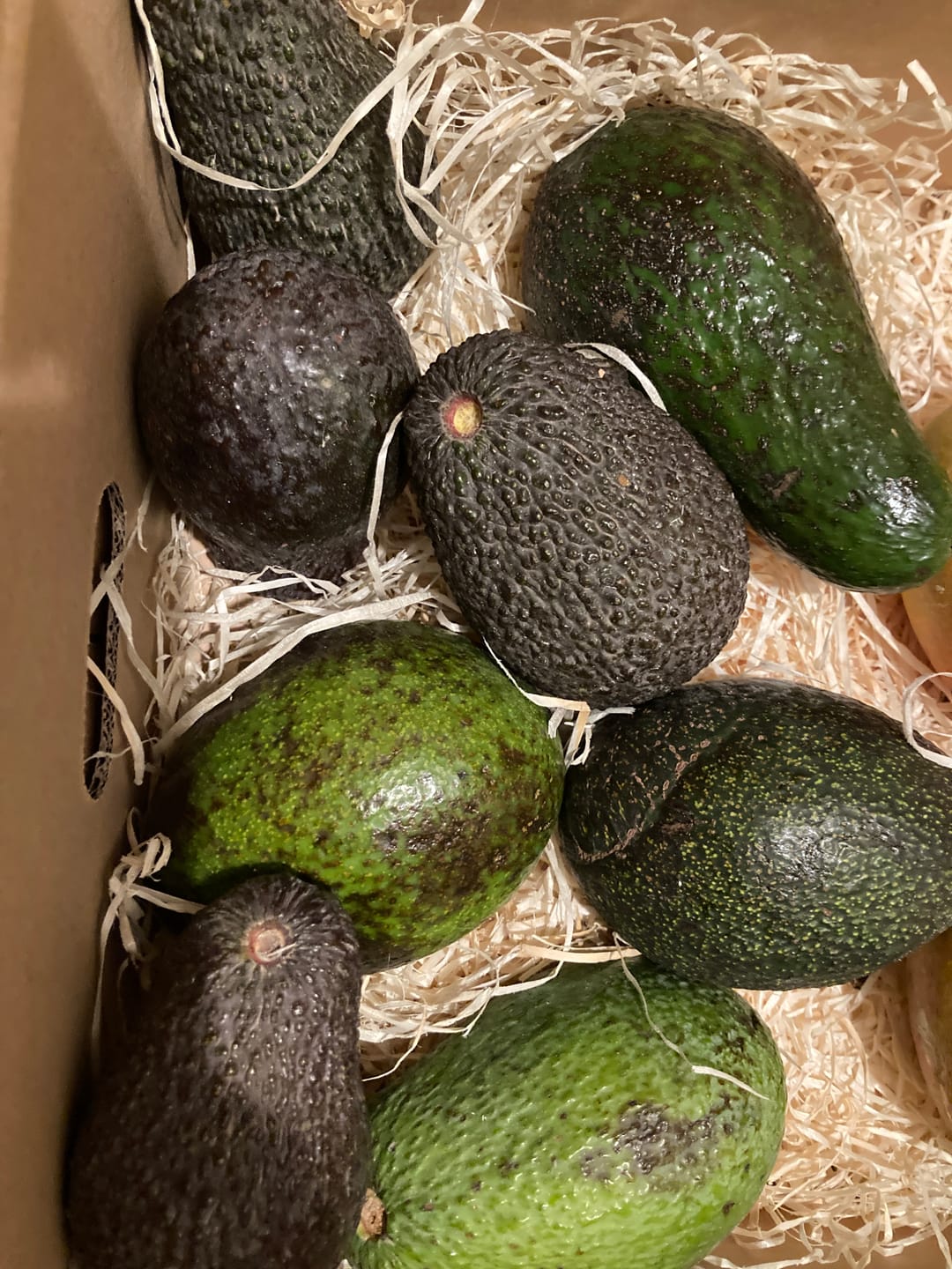 Customer photo review of Avocado-Mix 13 Monate baumgereift Sonderaktion % 2kg Box