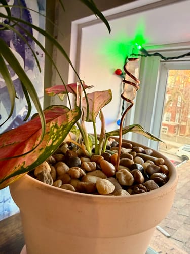 Customer's potted plant with pink leaves, which they are treating with the Houseplant Pest Spray.