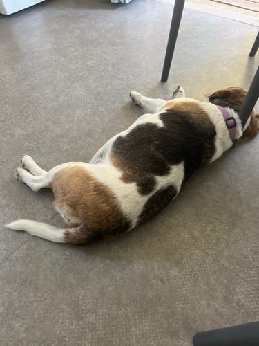 Le chien d'un client étendu confortablement sur le sol, se sentant mieux grâce au Complément articulations.