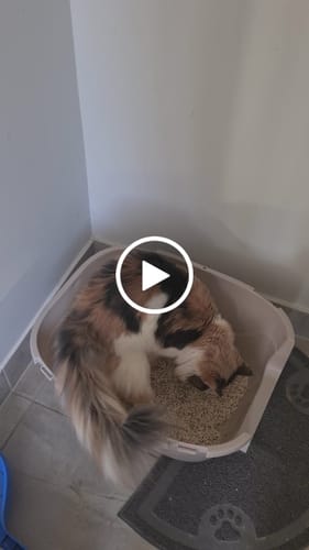 Customer video review of Michu Mixed Tofu Cat Litter Lite 6L – Flushable, Eco-Friendly & Odour Control