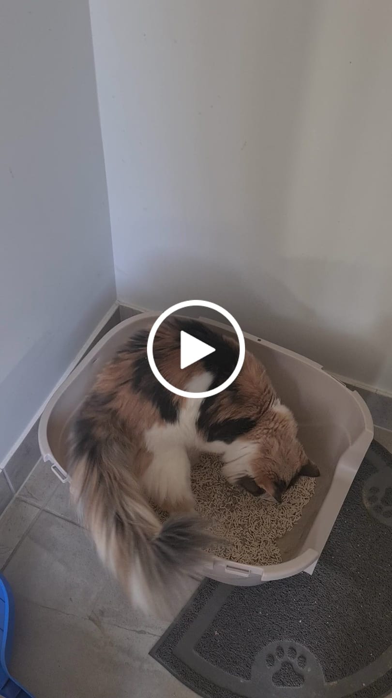 Customer video review of Michu Mixed Tofu Cat Litter Lite 6L – Flushable, Eco-Friendly & Odour Control