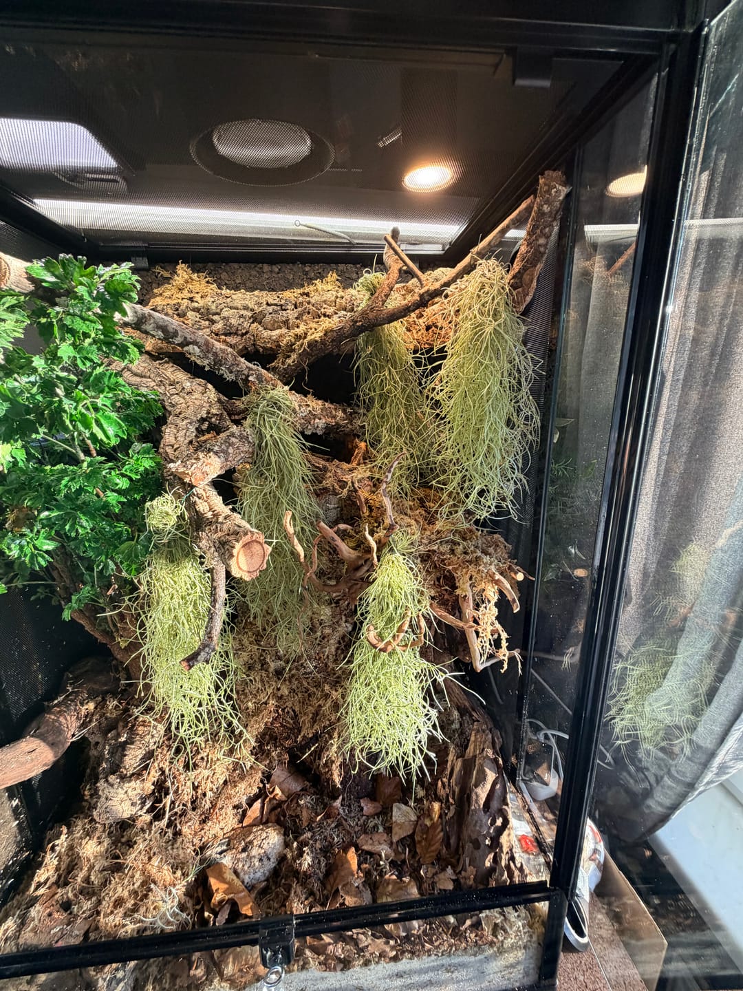 Customer photo review of Tillandsia usneoides - Lousianamoos