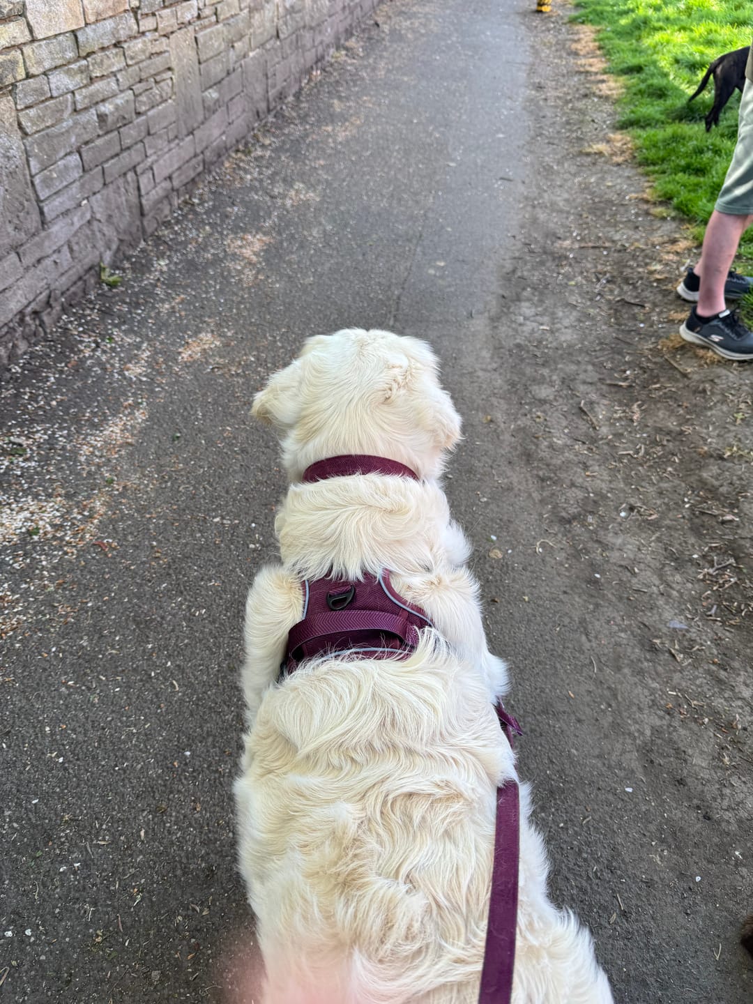 Customer photo review of Trail & Glow® Dog Harness - Mulberry Tweed