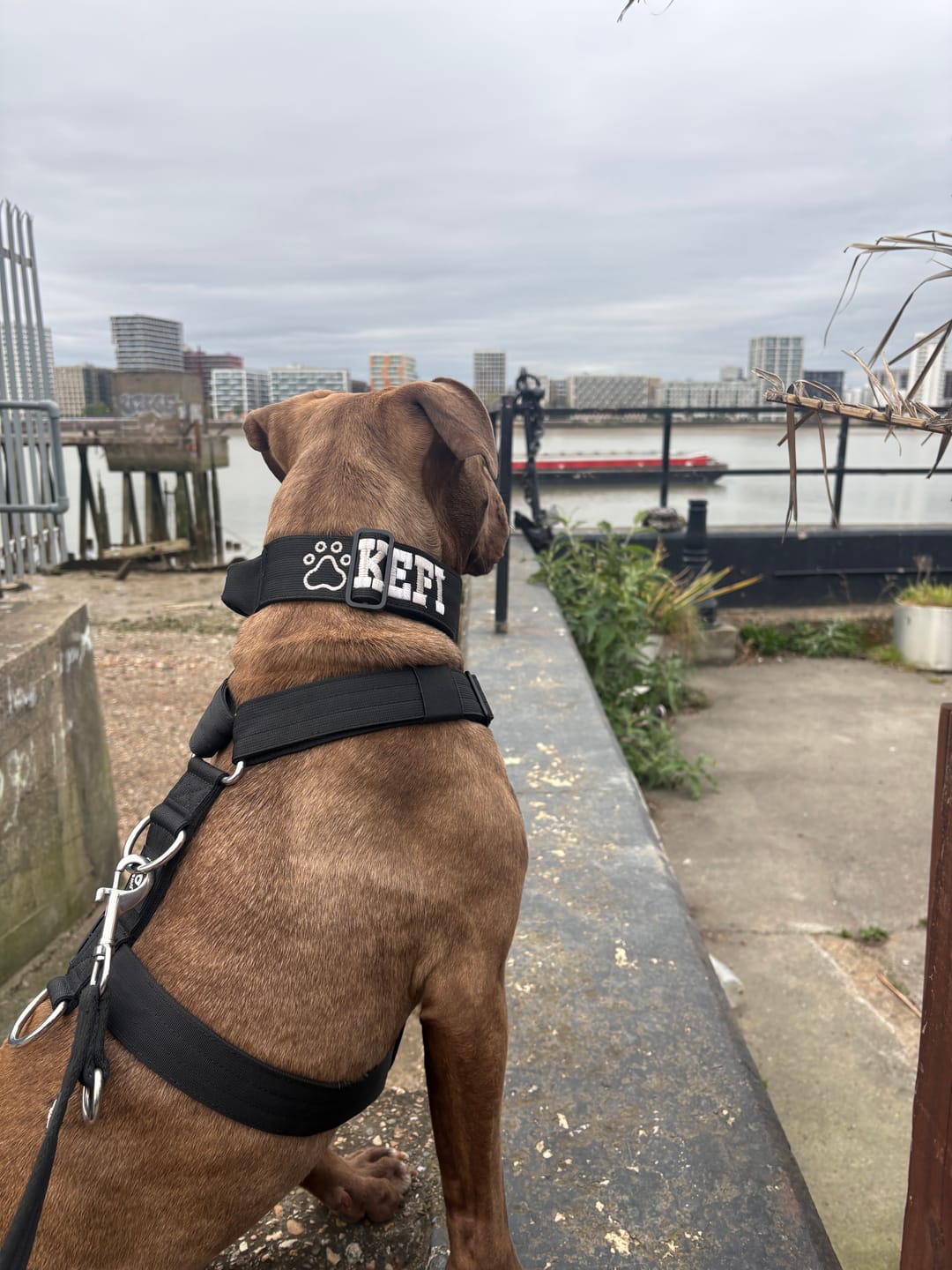 Customer photo review of Anti-Pull TRI-Harness® | Training Dog Harness for All Breeds - Black