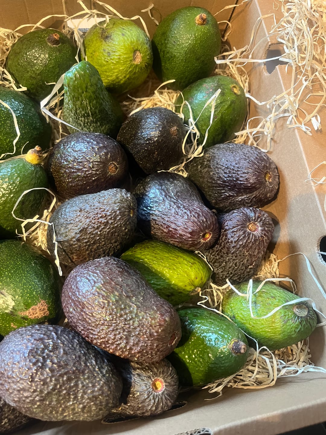 Customer photo review of Avocado Hass & Reed 13 Monate baumgereift von Julian
