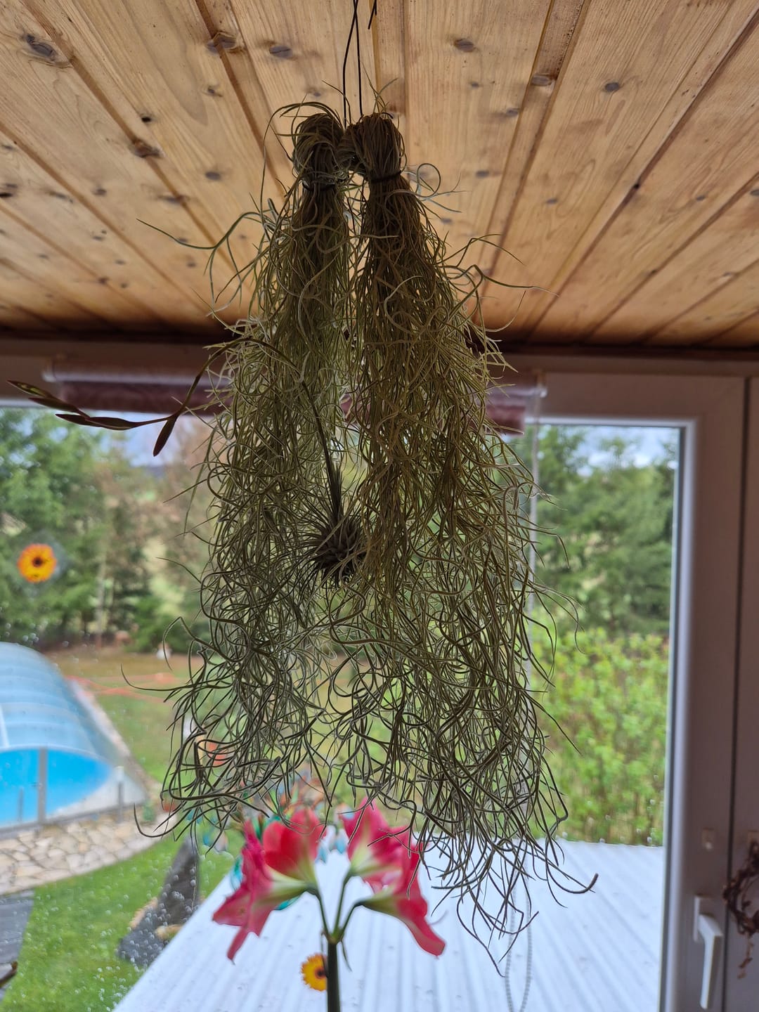 Customer photo review of Tillandsia argentea
