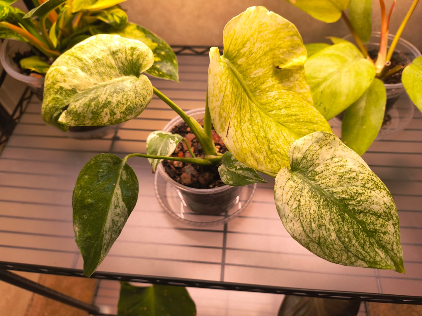 Customer photo review of Monstera 'Mint'