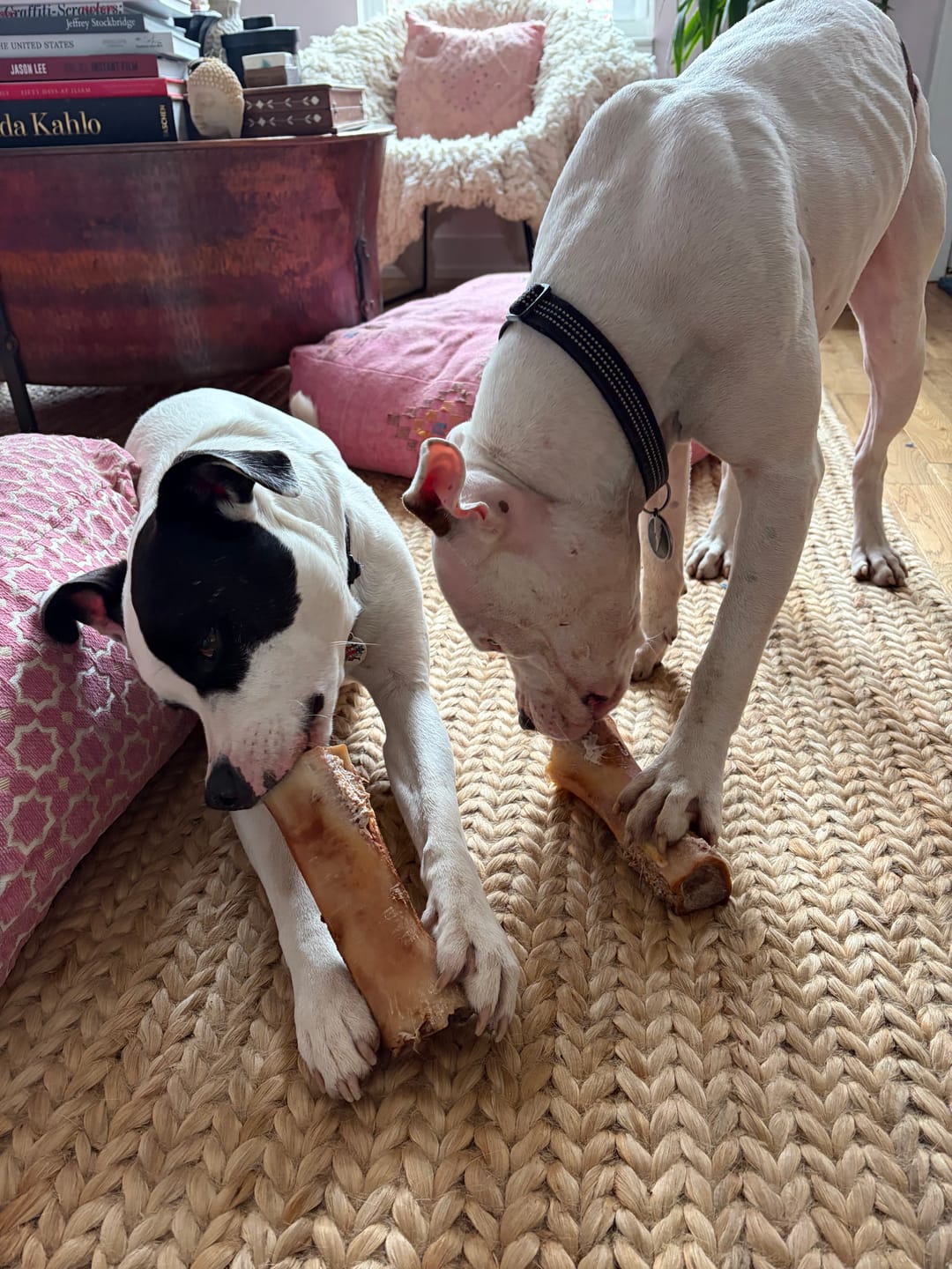 Customer photo review of Large Dog Spring Treat Bundle (41+ lbs)
