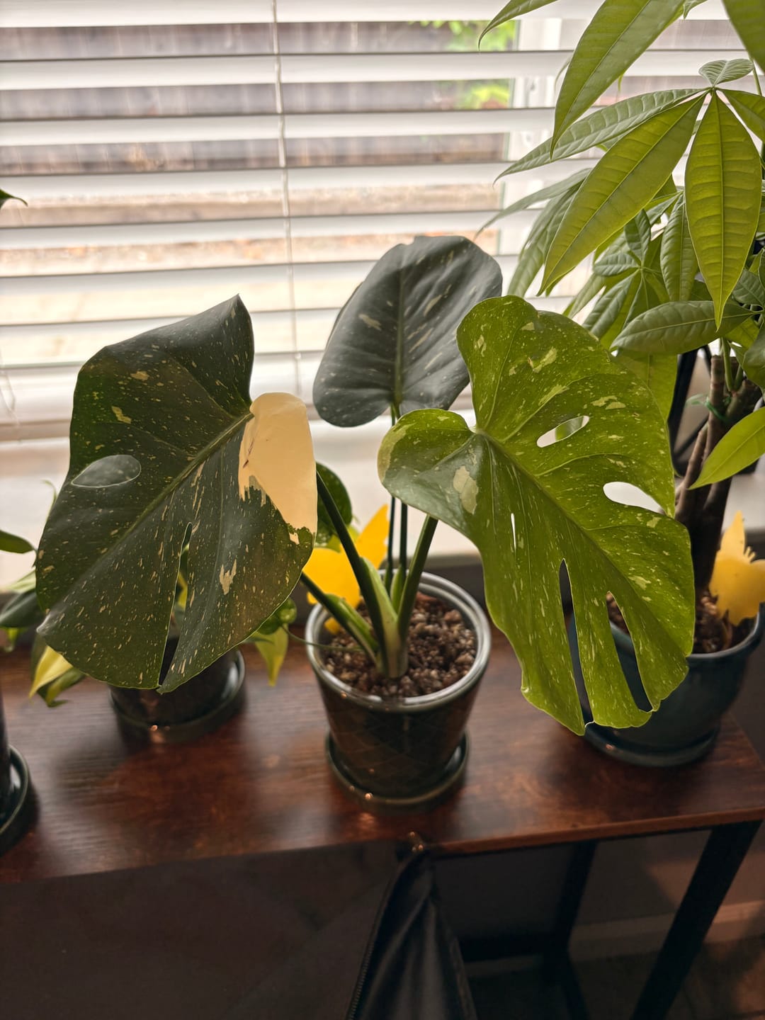 Customer photo review of Monstera deliciosa 'Thai Constellation'