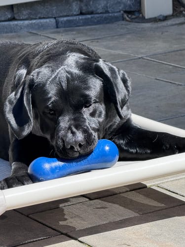 Customer photo review of Freezstick - Indestructible Enrichment Chew