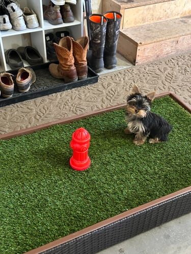 Reviewer's small puppy sitting on the Porch Potty STANDARD with a red toy inside a garage.