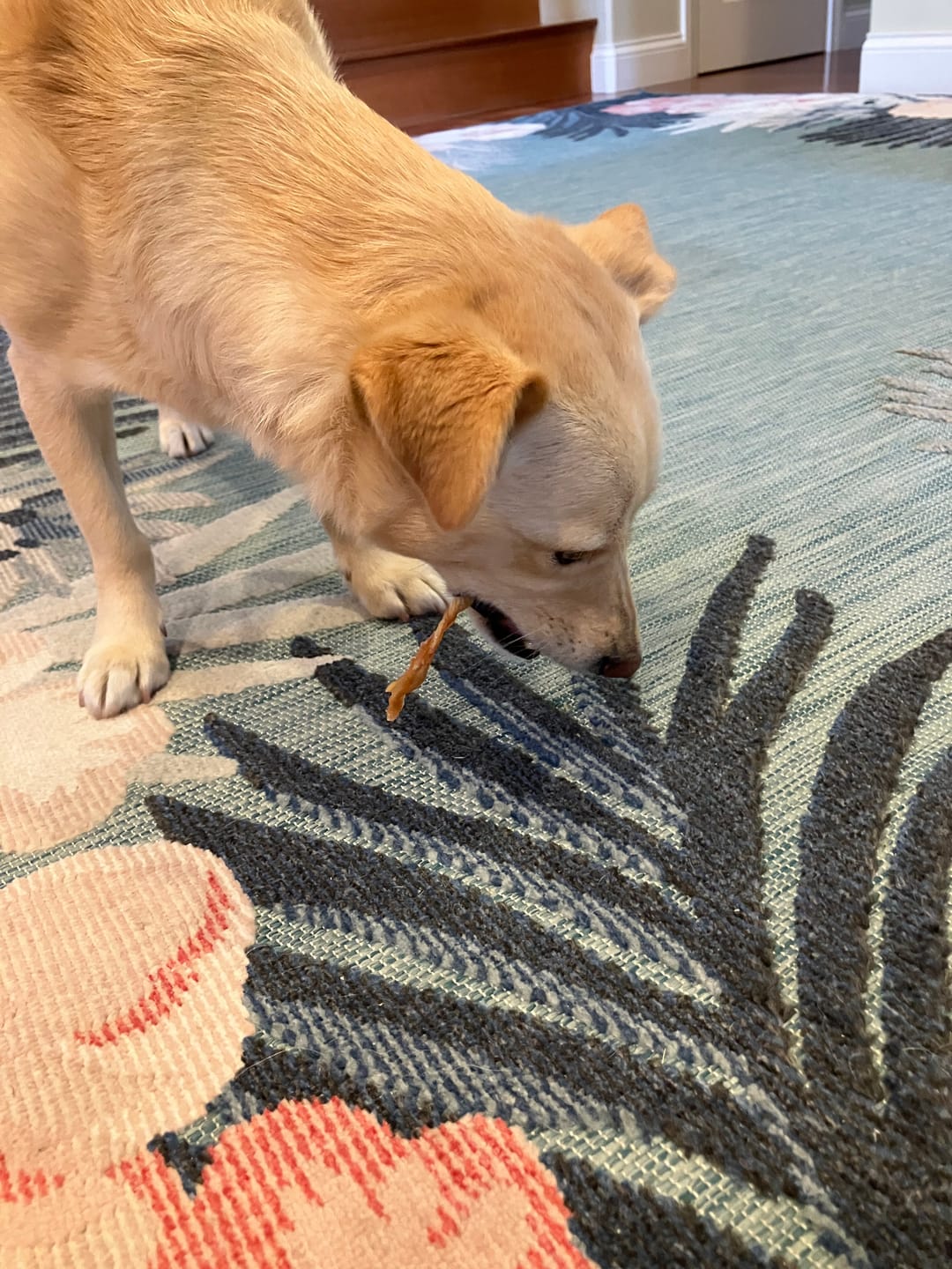 Customer photo review of USA Turkey Tendons Delicious Grain-Free Reward Snack
