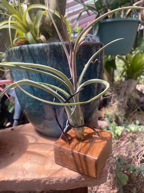 Customer photo review of Air Plant Mystery Box - Curated Tillandsia Collection | 5 Tiers Available
